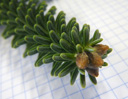 spanish fir (abies pinsapo), leaves radially all around the shoots, very stiff, with a blue-green hue on the upper side. 2009-01-26, Pentax W60. keywords: pinsapo-tanne, abies hispanica, abies baberiensis, abies lusenbeana